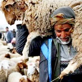 Following the vaccine that wiped out rinderpest, a new vaccine against sheep and goat plague proves&nbsp;promising