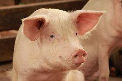 Pig farmers to earn more through new genetics project in&nbsp;Uganda