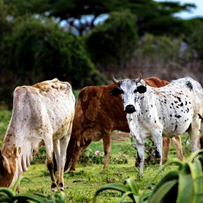 Ethiopia’s ‘livestock roadmaps’ for growth and transformation to a middle-income&nbsp;nation