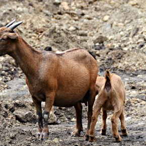 Lifetime performance of West African dwarf goats under different feeding&nbsp;systems