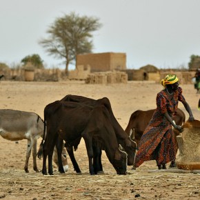 Beyond meat and methane—Advocating for sustainable livestock&nbsp;production