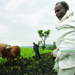 DFID/UKAid provides £4 million for genetics and health research to aid sustainable livestock production in&nbsp;Africa