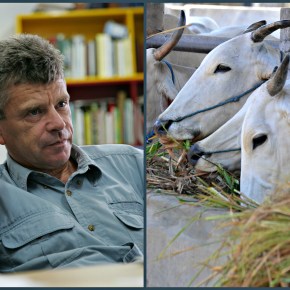 Cereal straws and stovers for sustainable livestock futures: When crop biomass becomes livestock&nbsp;gold