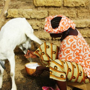 Empowering ruminant livestock enterprises in Mali—A Feed the Future-ILRI&nbsp;project