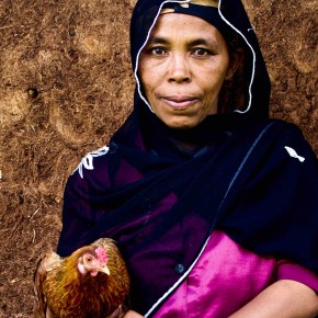 New advanced poultry facility combines art and science to boost nutrition and incomes in&nbsp;Ethiopia