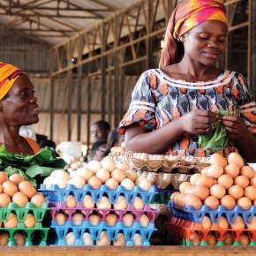 ILRI corporate report 2016–2017 now available: Investing in sustainable&nbsp;development