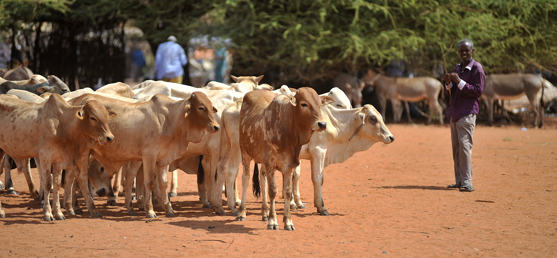 ILRI news | better lives through livestock