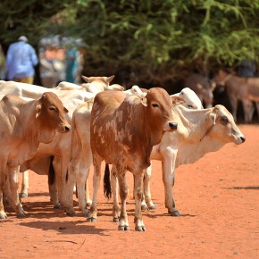 Science helps tailor livestock-related climate change mitigation strategies in&nbsp;Africa