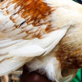 Improving control of a chicken disease supports the livelihoods of Kenya’s&nbsp;women