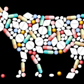 Reducing use of antimicrobial drugs in livestock in low-income countries: Two scientists reflect on&nbsp;options