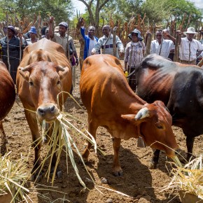 Improved technologies bolster food production efficiency and incomes in rural&nbsp;Zimbabwe