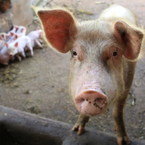 Partnerships to increase pig production in&nbsp;Uganda