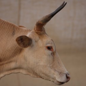 DNA sequencing of indigenous African cattle reveals vital clues to increasing&nbsp;productivity