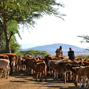 Greenhouse gas emissions from dung patches in developing countries are ‘likely highly overestimated’—New report