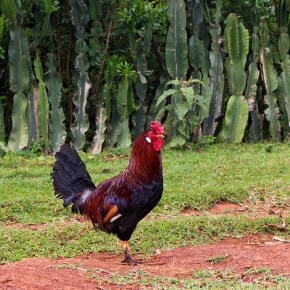The elusive quest for the perfect&nbsp;chicken
