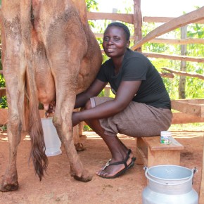 Barriers and opportunities for women milk traders in peri-urban&nbsp;Nairobi