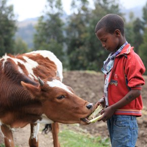 A new project is launched to support climate-smart livestock strategies and investments in East&nbsp;Africa