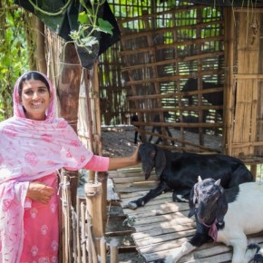 A ‘Livestock Master Plan’ is MISSION CRITICAL for India’s state of&nbsp;Bihar