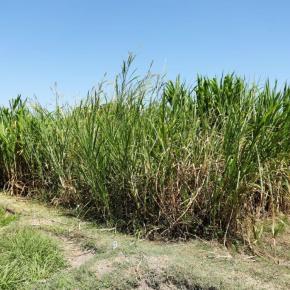 New insights into the diversity of Napier grass: More productivity in fully irrigated&nbsp;systems
