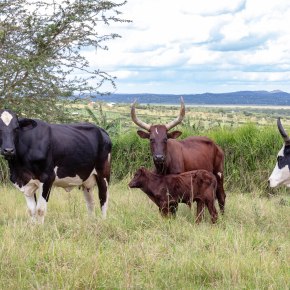 Boosting Uganda’s investments in livestock development – healthy animals for healthy food and healthy&nbsp;people