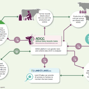 Better breeds for more milk: ​African dairy genetics gains bulls and cows&nbsp;exhibition