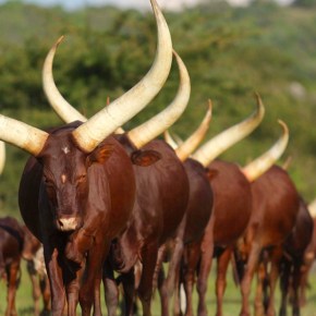 Africa’s animal genetic resources – the wealth&nbsp;within