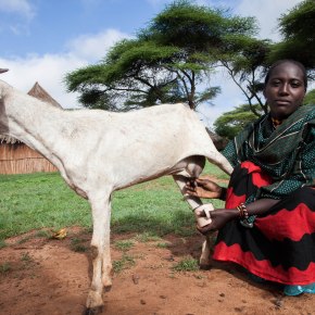 Epidemiology and control of peste des petits ruminants in East and West&nbsp;Africa