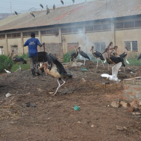 Improving veterinary public health in Uganda – BuildUganda project aims to improve the quality and safety of animal source foods for&nbsp;consumers