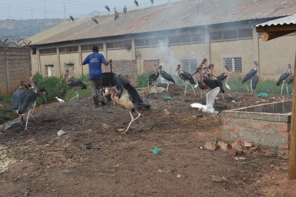 16140920374_334c64c7fe_o