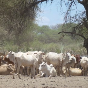 Minimizing the risks of Rift Valley fever in Uganda – BuildUganda project to build national​ surveillance and response&nbsp;capacities