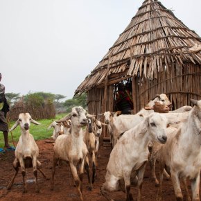 Eradicating Peste des Petits Ruminants in Uganda – BuildUganda project to reinforce national disease control&nbsp;capacities