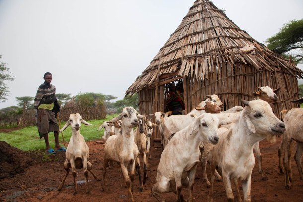 Goats just leaving their house early in the morning for grazing