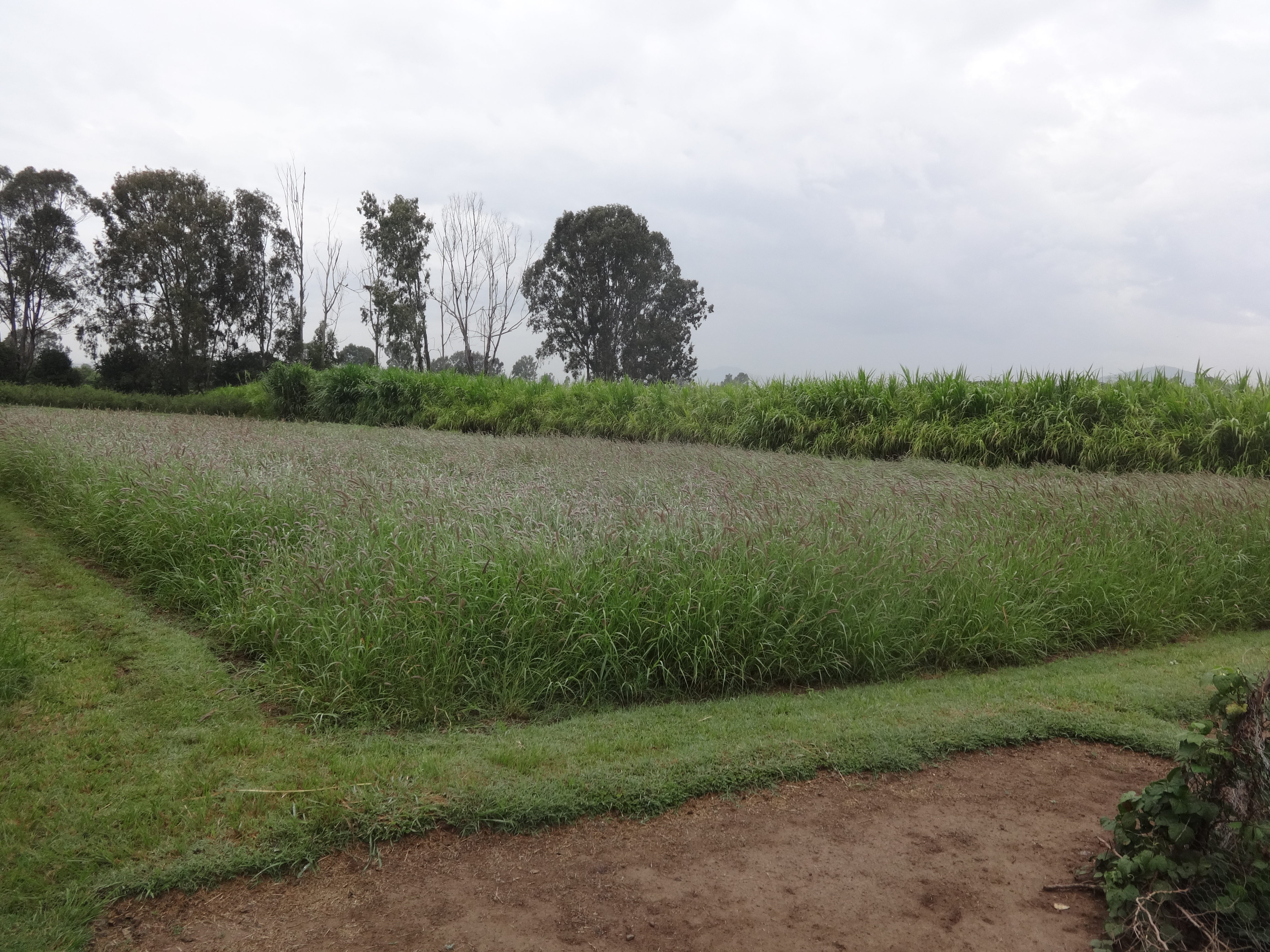 Buffelgrass: a drought-tolerant bunchgrass | ILRI news