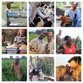 Scaling better and faster: towards a new framework for international livestock&nbsp;research