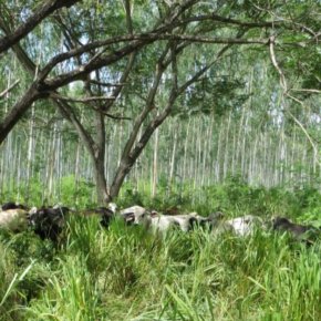 Enhancing food security through sustainable livestock&nbsp;systems