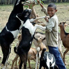 Animal health experts on the ‘goat plague’ known as PPR chart ways forward for better controlling a widespread disease harming the world’s small-scale sheep and goats&nbsp;producers