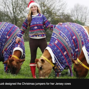 Happy New Year! Here’s a baker’s dozen of ILRI’s top livestock communications in&nbsp;2019