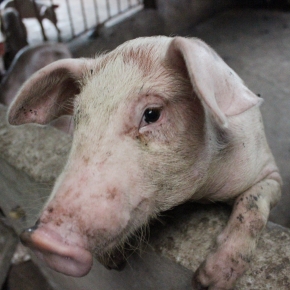 African swine fever ten years on: the lessons learned and the way forward