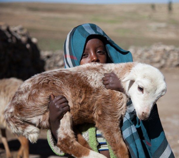 A child holds a newly born family lamb