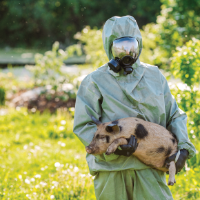 Can a vaccine save the world’s pigs from African swine&nbsp;fever?