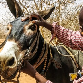 ‘Invisible livestock’ – On the central roles of working horses, donkeys and mules on the smallholder farms that feed the world