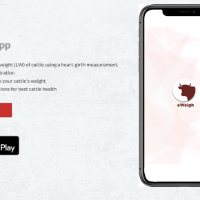 ILRI ‘eWeigh’ mobile phone app to help farmers accurately estimate live weight of their cattle