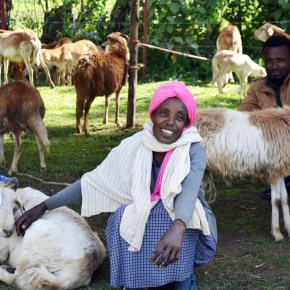 ILRI adopts new framework for scaling up livestock research for&nbsp;development