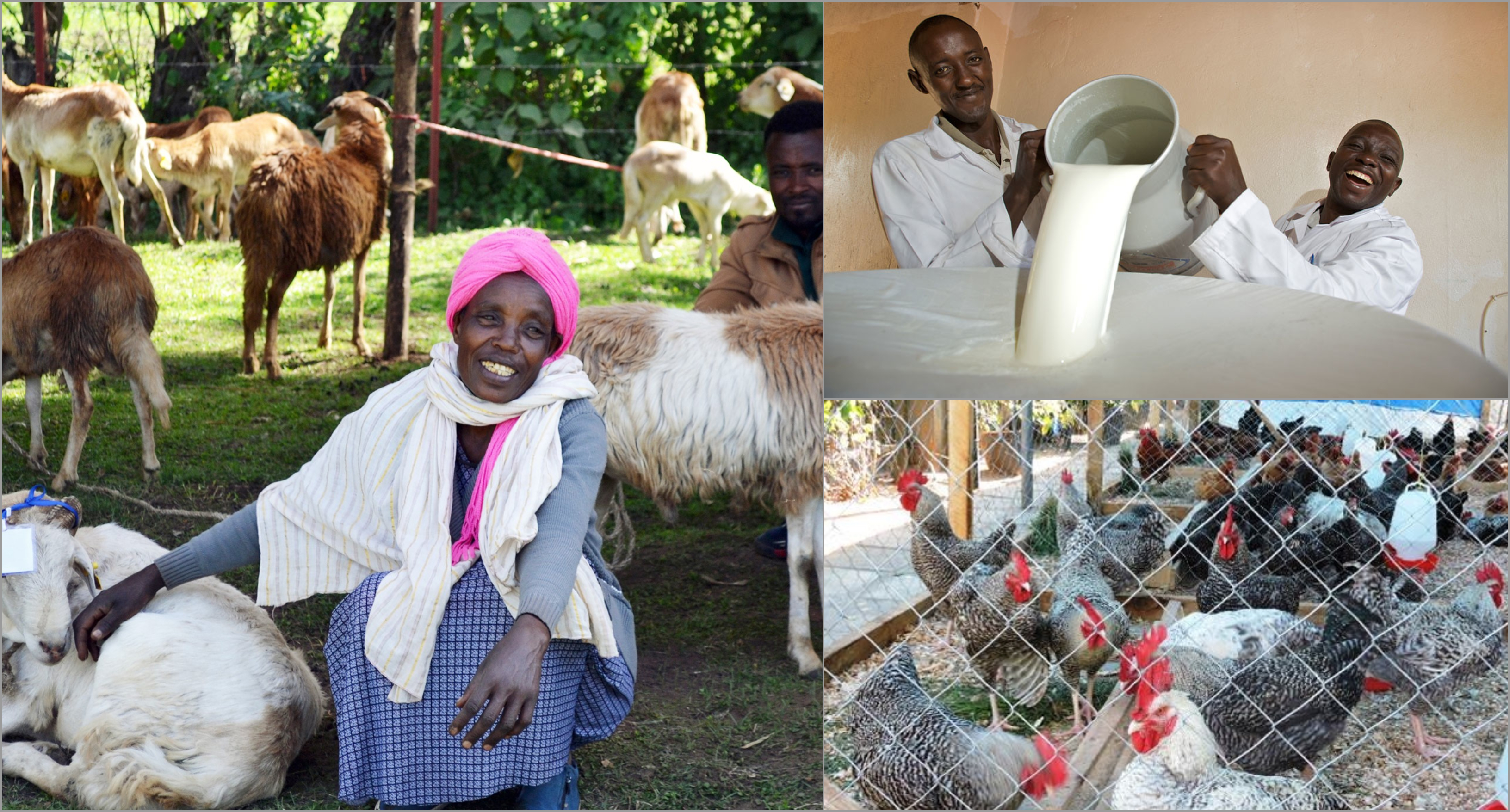 ILRI adopts new framework for scaling up livestock research for ...