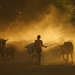ILRI’s scientists receive the African Academy of Science and Royal Society FLAIR&nbsp;Fellowship