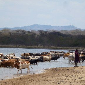 Focus on environmental health: The role of rangelands in an integrated One Health&nbsp;approach