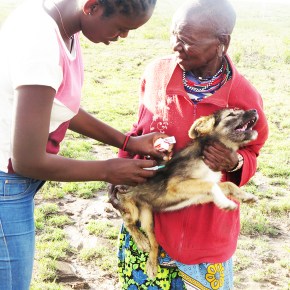 Grass roots vaccination campaigns support rabies eradication in&nbsp;Kenya