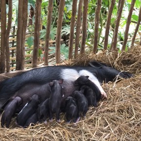 Global action needed to fight the spread of African swine&nbsp;fever