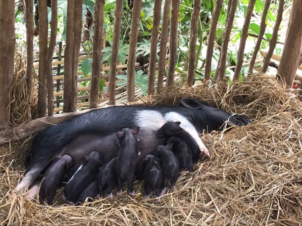 49555239363_c8ed6fbd2e_b