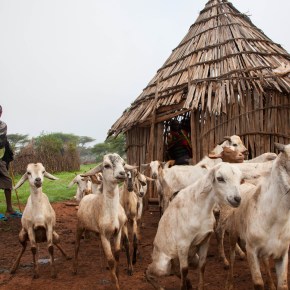 ILRI launches new drought index insurance for resilience in the Sahel and Horn of Africa&nbsp;project